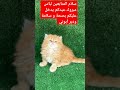 مبروك عدكم 
