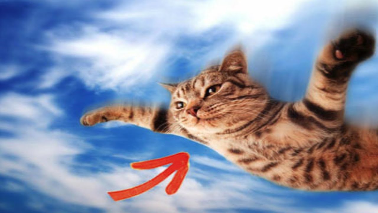UN CHAT QUI VOLE ??? - YouTube UN CHAT QUI VOLE ??? - YouTube