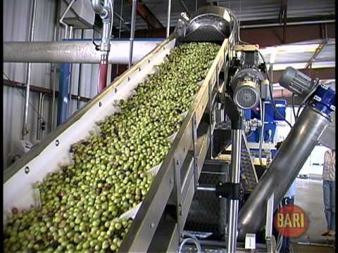 Video: What Is The Technology For Producing Olive Oil