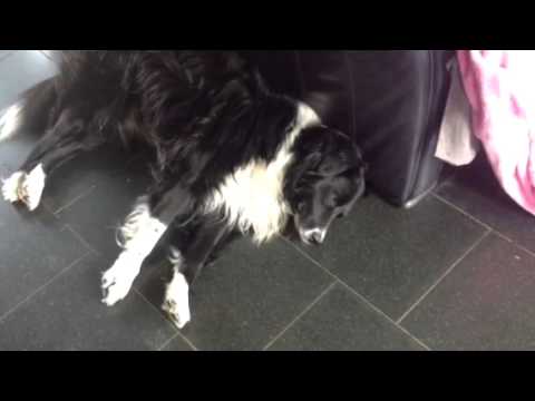 dog-breathing-difficulties