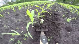 DeWit Tools weeding with the Push Spork