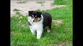 TREASURE OF DESTINY Actis PL COLLIE rough tricolour female puppy (Didi + Nick litter)