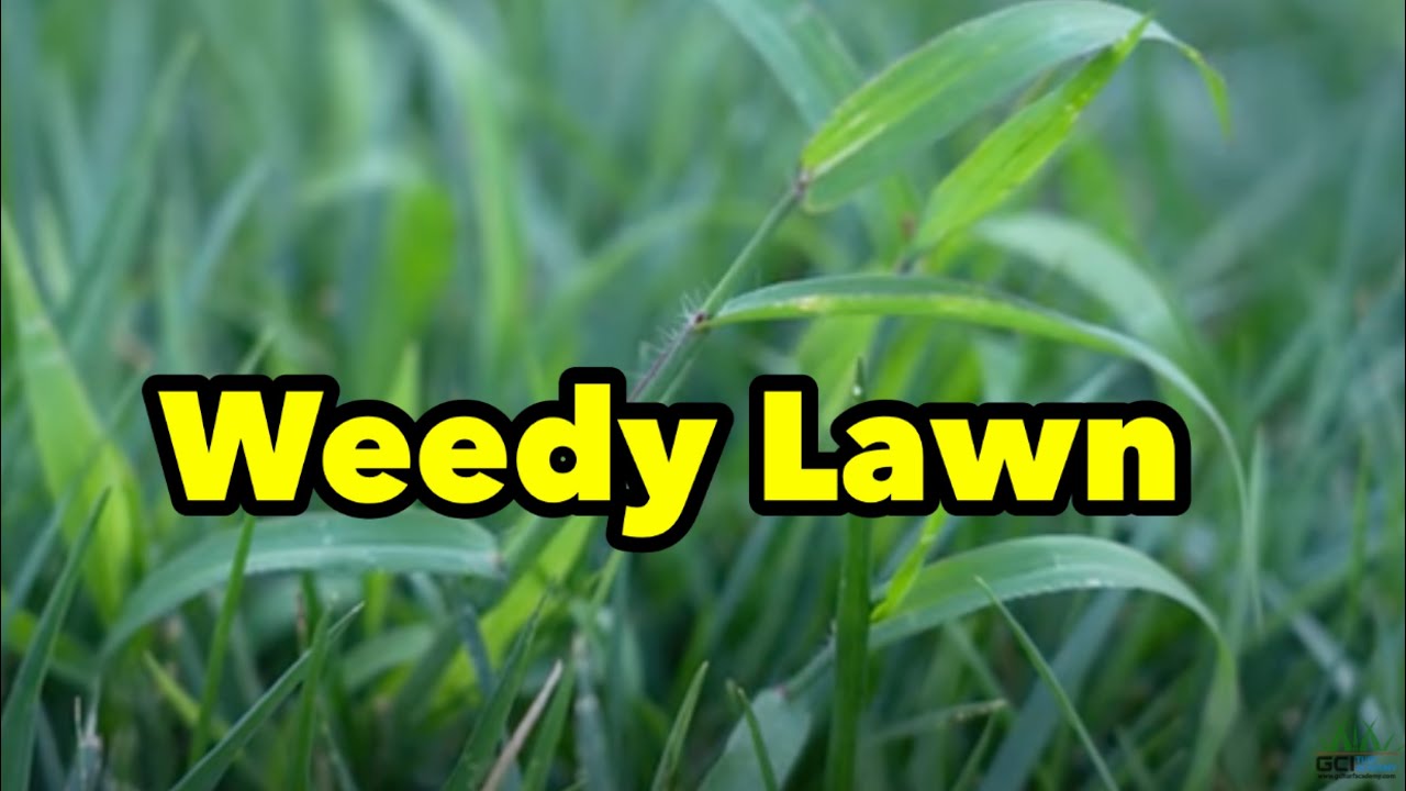 Get Rid of MANY Weeds With ONE Lawn Spraying Application 3 Different