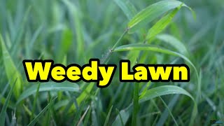 Get Rid of MANY Weeds With ONE Lawn Spraying Application 3 Different Grass Types