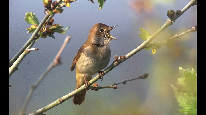 BEST NOCTURNAL NIGHTINGALE SONG - 4 Hours of Nightingale Song in REALTIME, NO LOOP Bird Song,Nature.