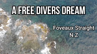 A Free Divers Dream, Crayfish, Paua & Kina catch and cook. by Altitude hunting 31,857 views 4 months ago 16 minutes