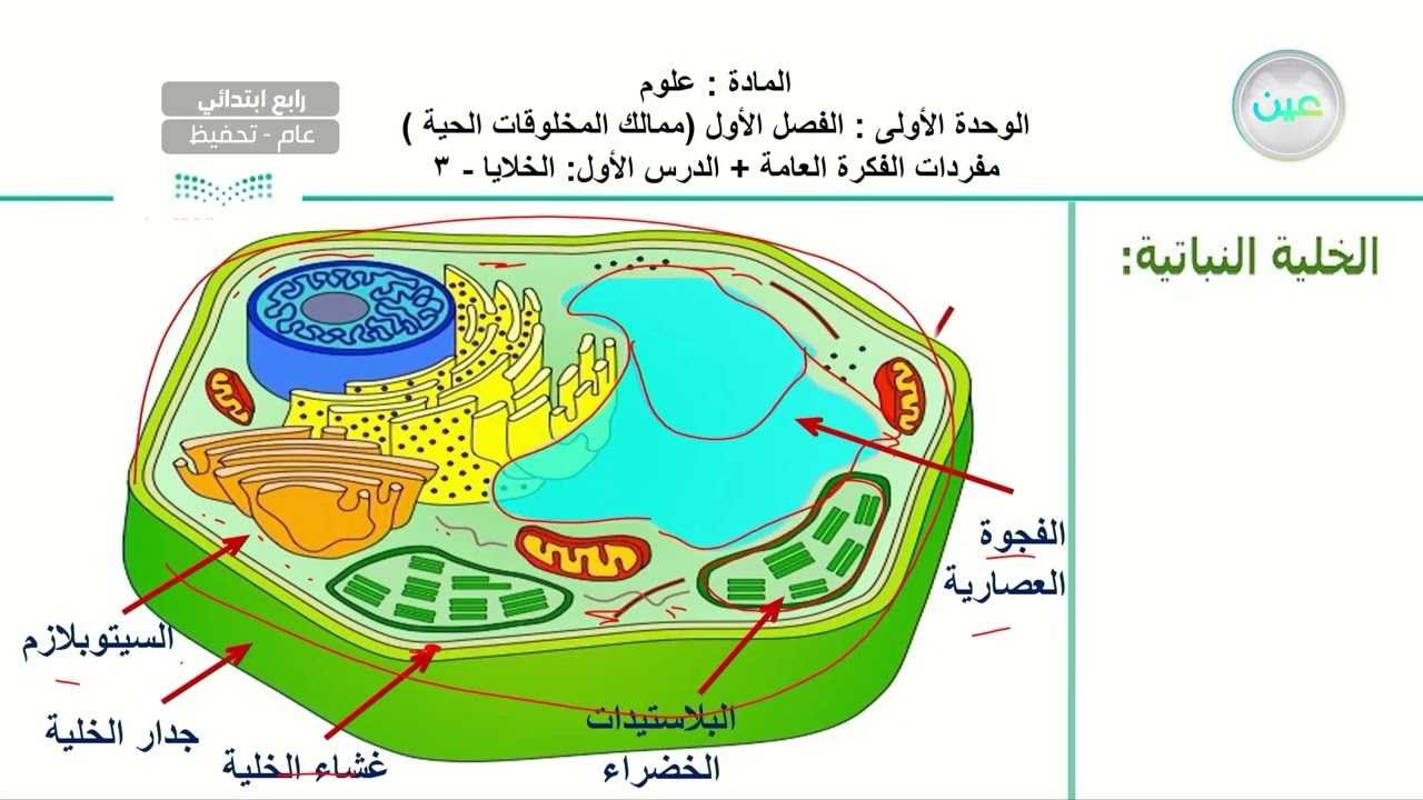 الوحدة الأولى_الفصل الأول (ممالك المخلوقات الحية)مفردات الفكرة العامة ...