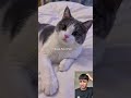 naughty cats #cats#pets