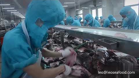 3 tilapia processing Cutting