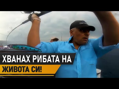 Видео: Ползите и калоричното съдържание на рибата