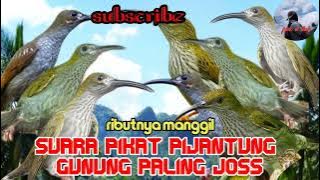 suara pikat dan pancingan pijantung gunung anti zonk paling ampuh buat masteran #part 092