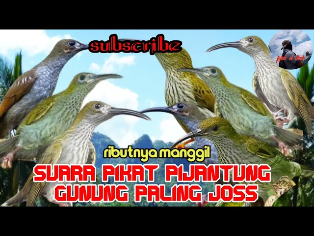 suara pikat dan pancingan pijantung gunung anti zonk paling ampuh buat masteran #part 092 class=