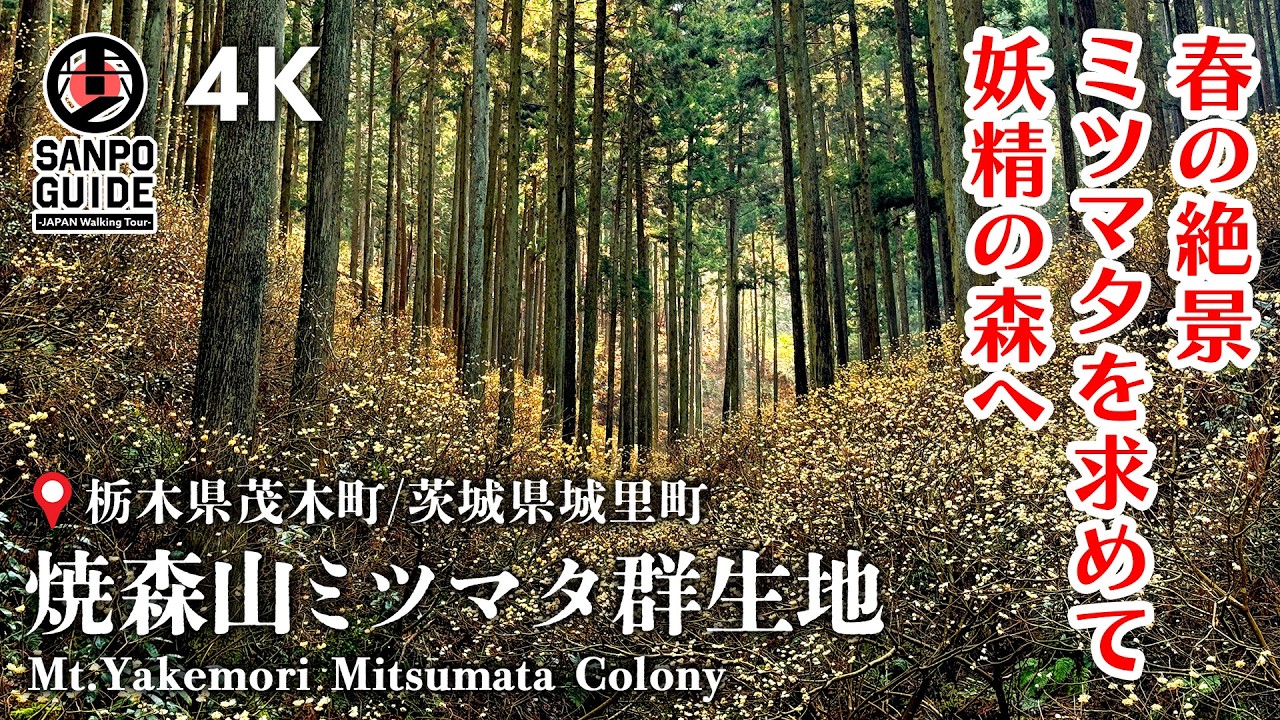 【焼森山のミツマタ】いざ妖精の森へ！ミツマタの絶景を求めて春のゆるハイク 4K｜栃木散歩