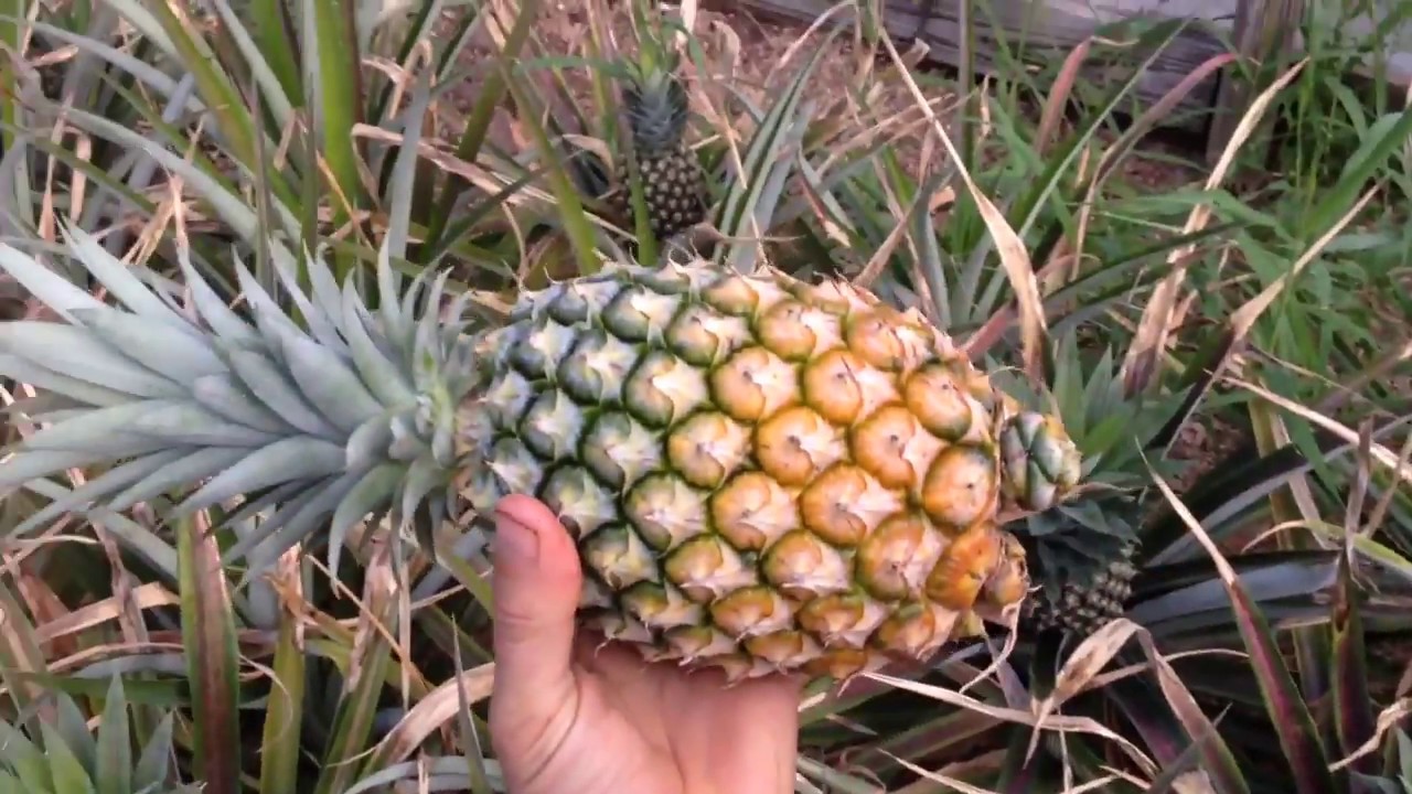 Proof you can harvest pineapples 12 months after planting