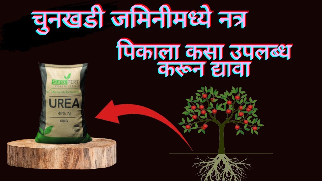 चुनखडी जमिनीमध्ये नत्र पिकाला कसे उपलब्ध करून द्यायची ll Chunkhadi Jamin khat niyojan