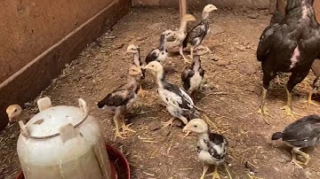 Update me nyuam qaib ace