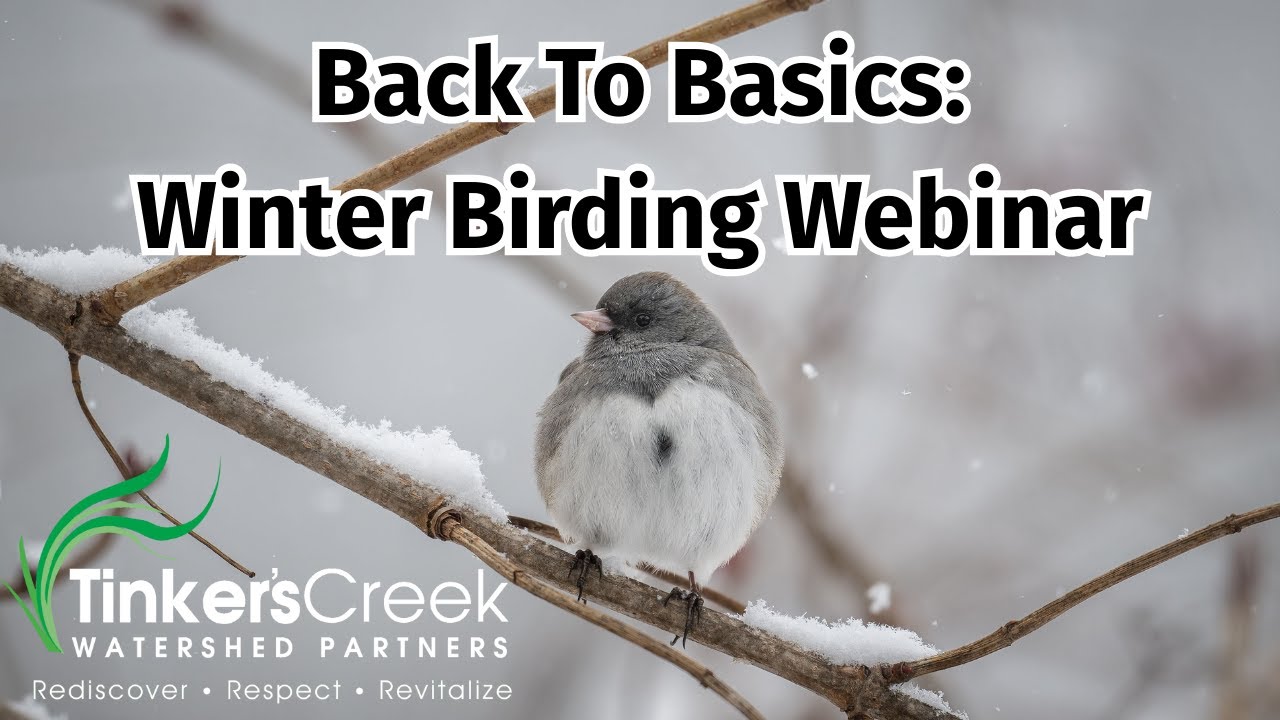 Back To Basics: Winter Birding With Matt Siefert