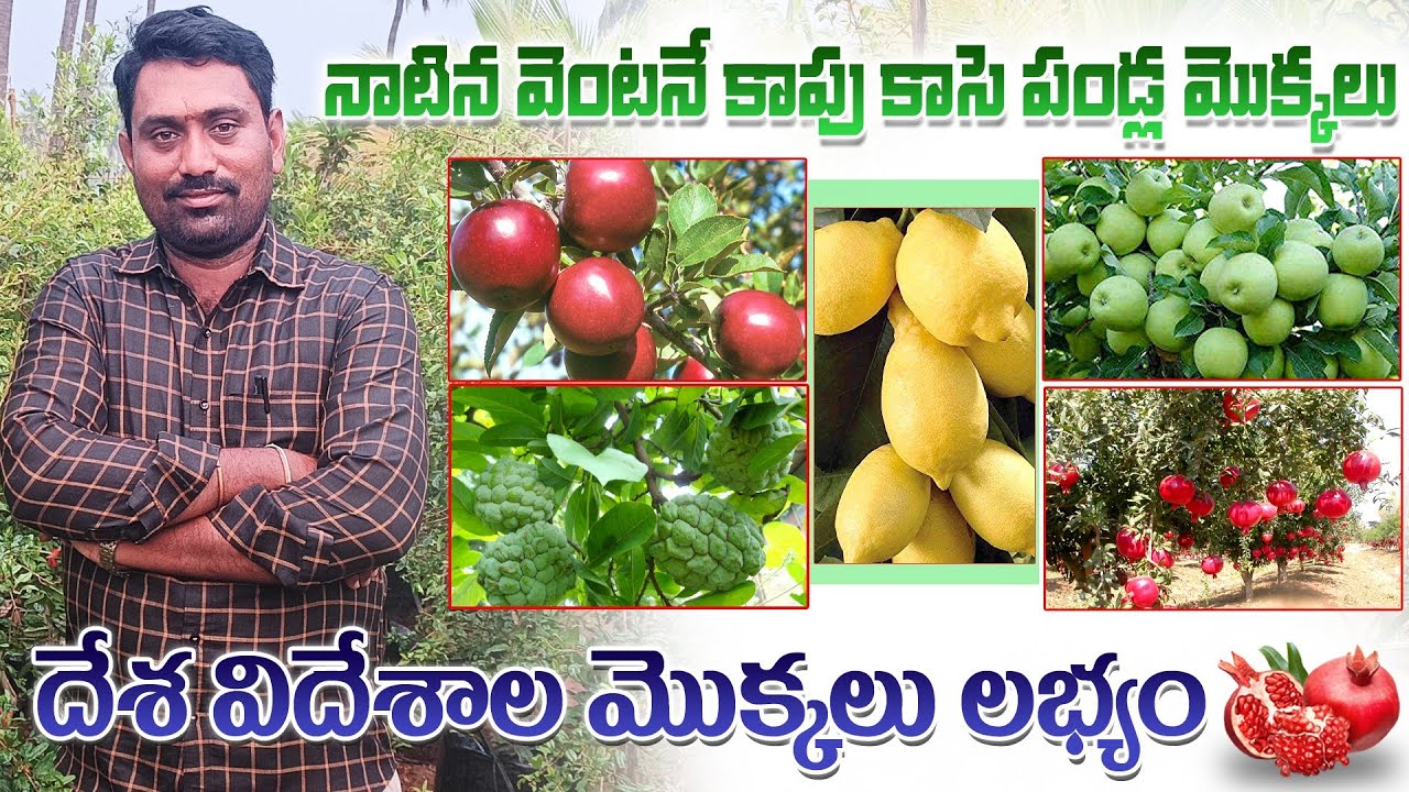 త్వరగా కాపుకు వచ్చే అన్ని రకాల పండ్ల మొక్కలు | All Season Fruit Plants Available | AgriTech Telugu