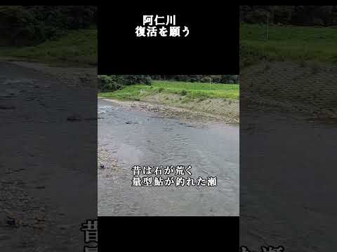 鮎釣り 秋田阿仁川 復活を願う！ #阿仁川#秋田阿仁川#shorts