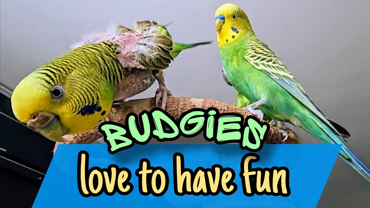 Budgies love to have fun / Волнистые попугайчики любят развлекаться