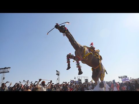बीकानेर में ऊंट का ज़बरदस्त नाच || Amazing Camel Dance At Bikaner Camel Festival, Rajasthan