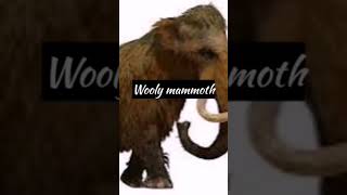 Animals Caught On Camera Creepy Wooly Mammoth Extinct Billion Years Ago But..