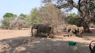 Elephants in camp, Mana Pools