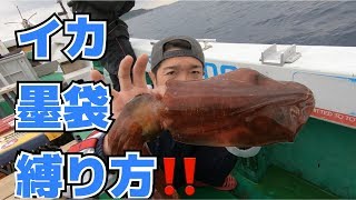 超簡単 イカの墨袋の縛り方 Squid Youtube 超簡単 イカの墨袋の縛り方 Squid Youtube