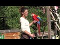 Animations  perroquets   zoo dupie  drme france