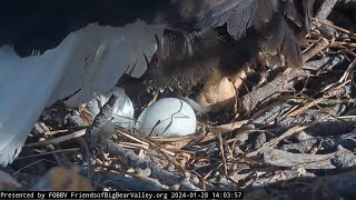 Egg #2 is there 🥳🥚🥚🥳 congratulations Jackie and Shadow 🦅🦅 January 28/2024