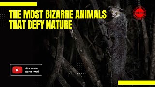 The Most Bizarre Animals That Defy Nature