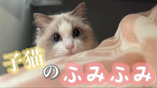 飼い主が帰宅するとふみふみする子猫のラグドールが可愛かった