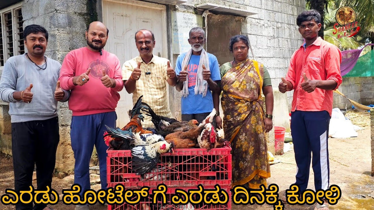ಒರ್ಜಿನಲ್ ನಾಟಿ ಕೋಳಿ ಸಾಕಾಣಿಕೆ ನೋವು ನಲಿವು.Original natikoli farming pain and funnel