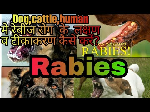 वीडियो: कुत्तों में सामन विषाक्तता रोग