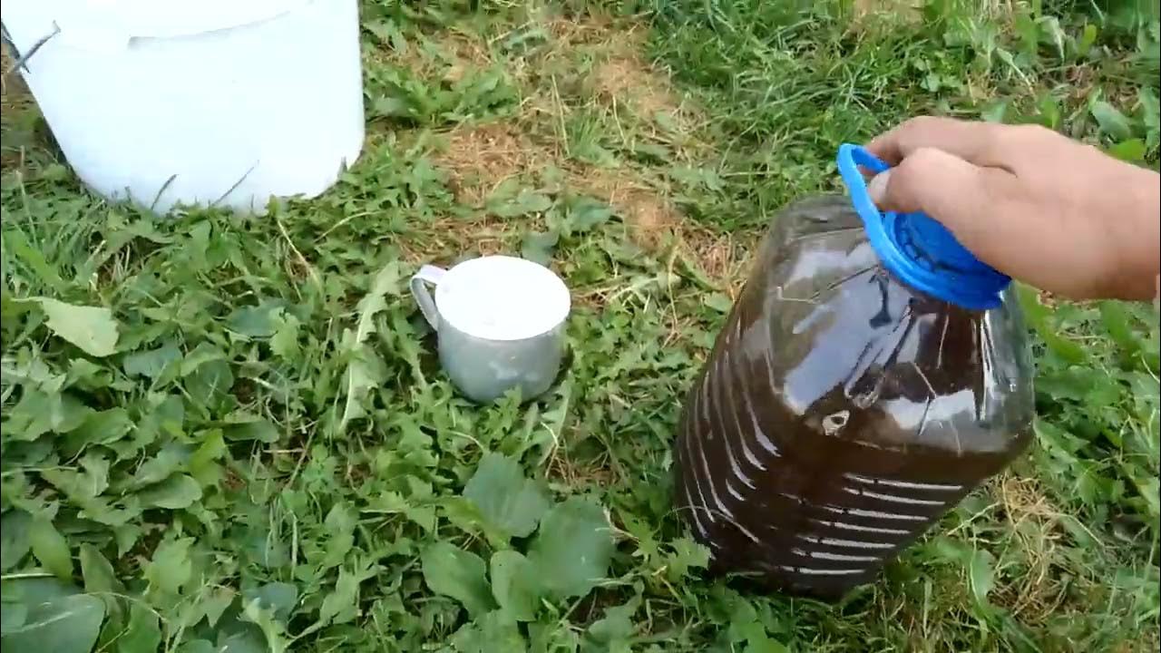 Подкормка пчел полынью. Подкормка пчел полынью