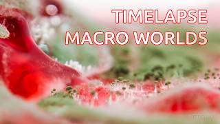 Timelapse Macro Worlds