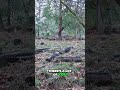 I Tried to Film a Hiking Video and Got Distracted by Squirrels and Deer #hiking #andyfilmsandhikes