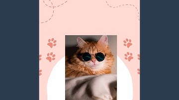 Urbane Backdrops for Home Cats