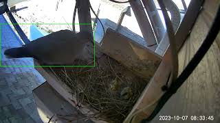 September Nesting 2023 by Ronald Hunt 259 views 7 months ago 13 minutes, 12 seconds