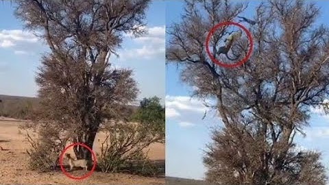 Leopard Leaps In Mid Air To Catch It