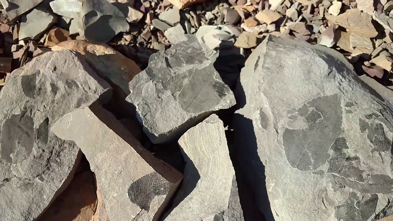 Miocene Fossil Flora