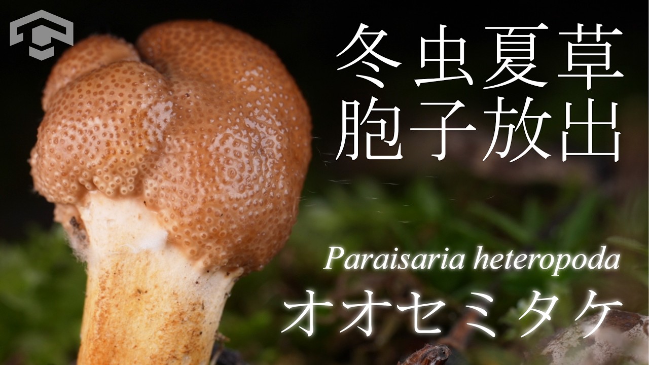 〖冬虫夏草〗オオセミタケの胞子放出　[ Paraisaria heteropoda ]