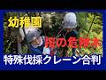 【クレーン伐採】