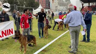 L’Exposition canine Internationale multiraces du Maroc 2022 Classe Ouverte Male