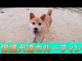 保護犬達の楽園ルーティン