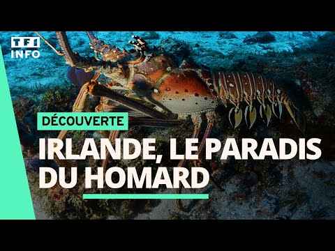 Vidéo: Le homard rouge accepte-t-il les réservations ?