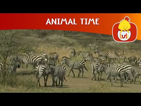 Animal Time Cartoon For Children Luli TV