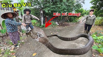 Cuộc Gọi Khẩn Cấp Của Cụ Bà 80 Tuổi Phát Hiện 1 Cặp Rắn Hổ Mang Tấn Công Vào Nhà 