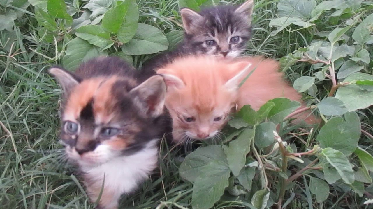 Bebes Chats Decouvrent L Herbe Le Jardin Des Reves Des Chats Essaouira Maroc Youtube Bebes Chats Decouvrent L Herbe Le Jardin Des Reves Des Chats Essaouira Maroc Youtube