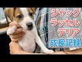 ジャックラッセルテリアの出会いから1歳までの成長記録 Puppy dog growth diary.